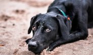 A Guide to Treating Anxiety in Pets