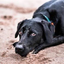 A Guide to Treating Anxiety in Pets