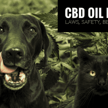 Benefits And Risks Of CBD Oil For Dogs- All You Need To Know